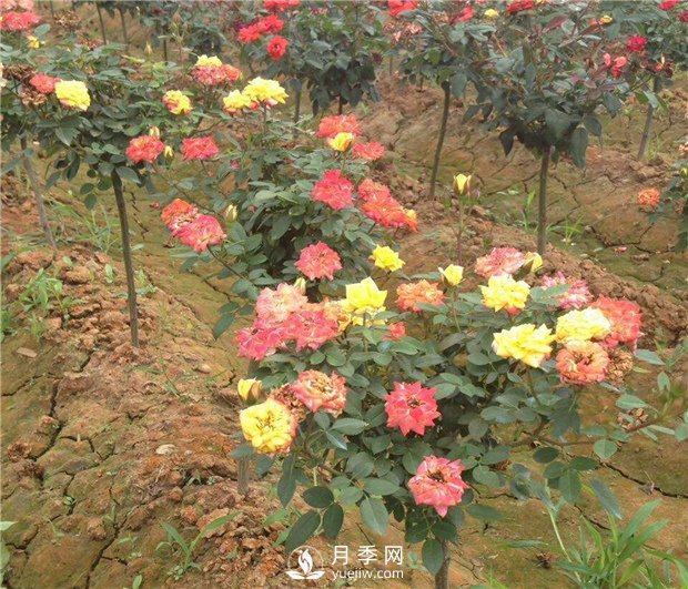 樹(shù)狀月季有哪些特點(diǎn)和種類？(圖2)