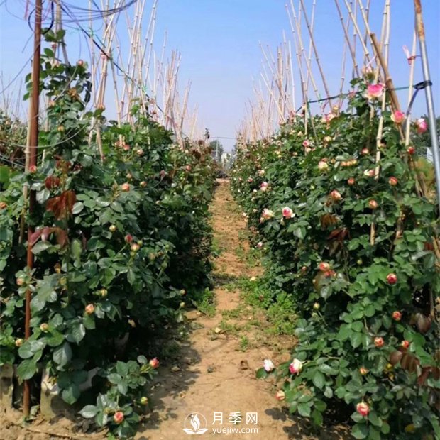 為什么藤本月季價(jià)格差異大？月季網(wǎng)基地告訴你(圖1)