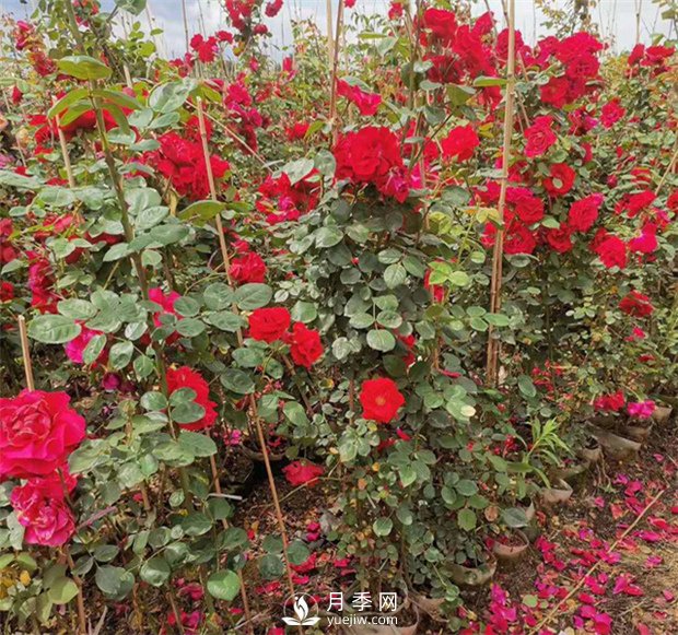 月季網(wǎng)告訴你藤本月季價(jià)格差異大的原因是什么？(圖1)