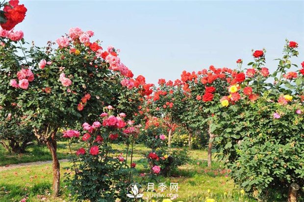 如何從外形辨認(rèn)是否是食用玫瑰？月季網(wǎng)告訴你(圖1)