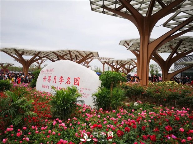 中國的月季園有哪些分類？(圖1)