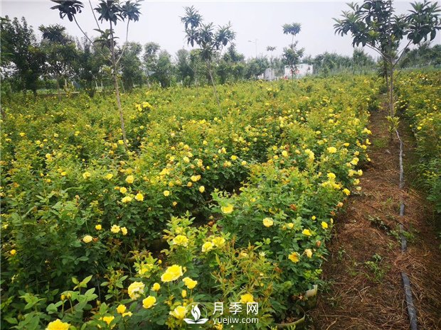為什么月季的桿子會(huì)黑了？月季蚜蟲有哪些危害？如何防治？(圖1)