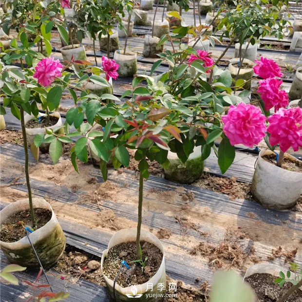 為什么樹狀月季不開花？開花少的原因是什么？(圖1)