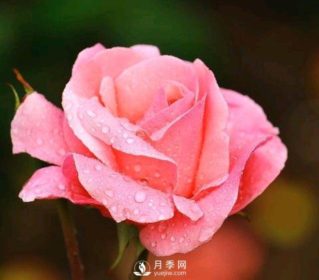 有人說養(yǎng)月季破財，月季適合家里養(yǎng)嗎？(圖1)