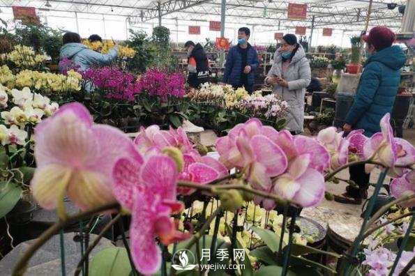 青島花卉市場重開張，市民“撿漏”忙(圖1)