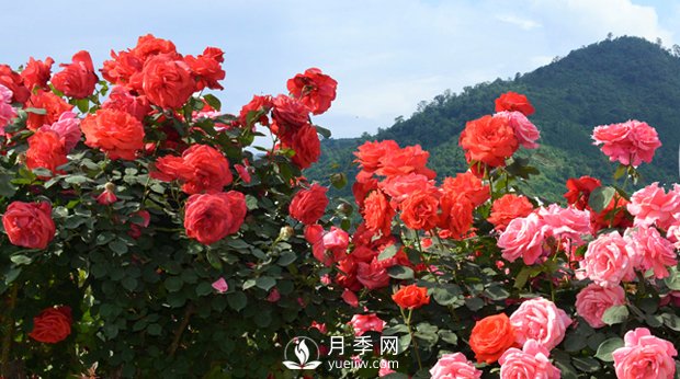 花卉，“花”與“卉”各有其不同的含義(圖1)