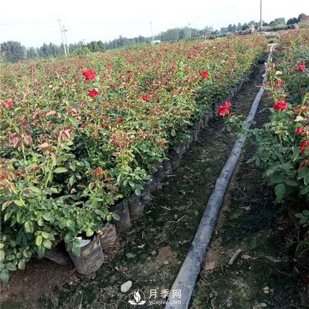 如何讓你的月季小苗變大苗你知道嗎？(圖1)