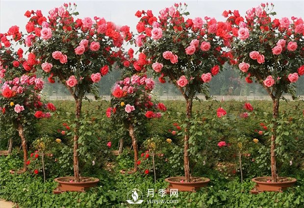 南陽(yáng)月季樹如何嫁接，怎樣使盆栽月季花開不斷(圖1)