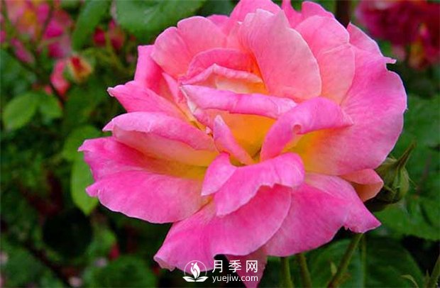 安陽大花月季養(yǎng)植過程中注意事項(圖1)
