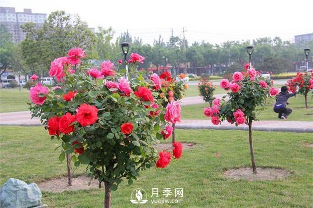 焦作樹(shù)狀月季是怎么培育的(圖1)
