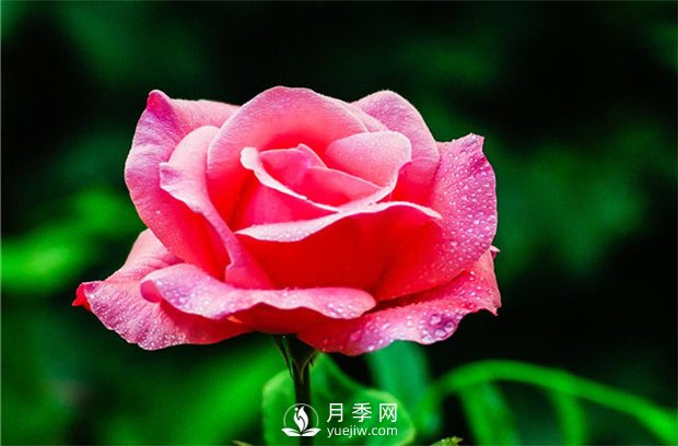 品質(zhì)好價格低，月季批發(fā)就來月季網(wǎng)基地(圖2)