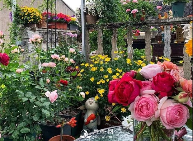 一片月季花的露臺(tái)世界，生活快樂幸福著(圖1)