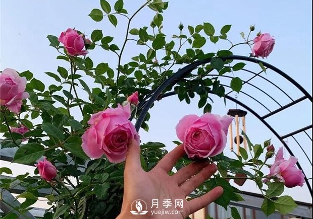 一片月季花的露臺(tái)世界，生活快樂幸福著(圖3)