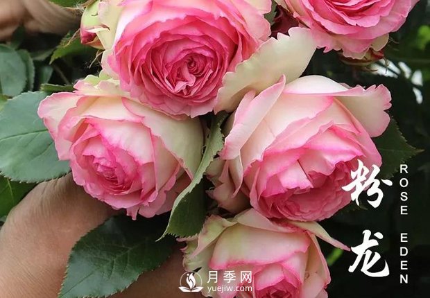 春天來(lái)了，粉龍?jiān)录臼裁辞闆r下需要抹芽？(圖1)