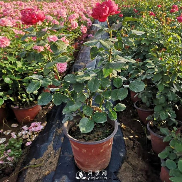 有關(guān)盆花月季的一些小常識不可不知?。。。?！(圖1)