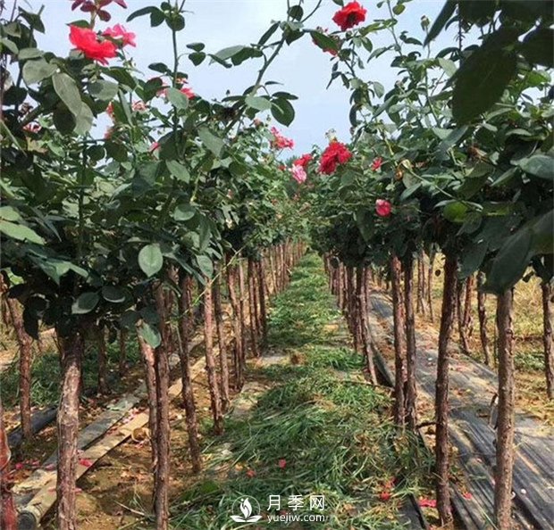 哪里批發(fā)月季樹便宜？歡迎您來南陽月季樹繁育基地(圖1)