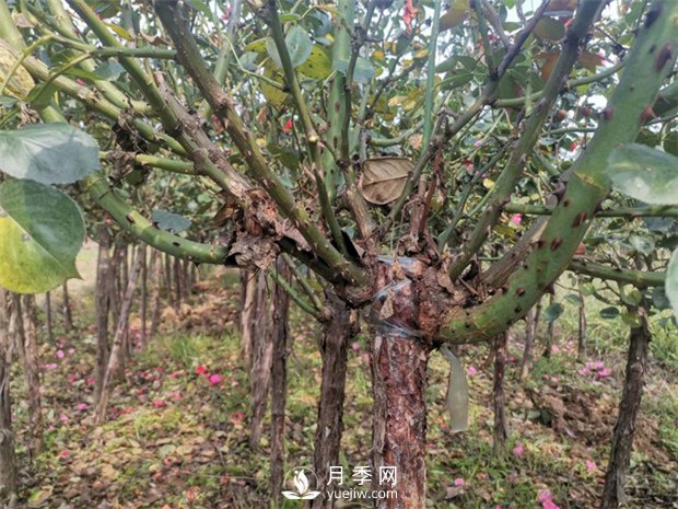 南陽(yáng)樹(shù)狀月季基地淺談冬季如何養(yǎng)花？(圖1)