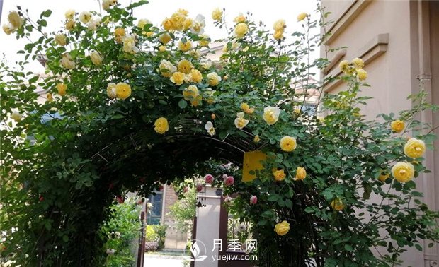 春天***適合養(yǎng)哪些室內(nèi)植物？(圖2)