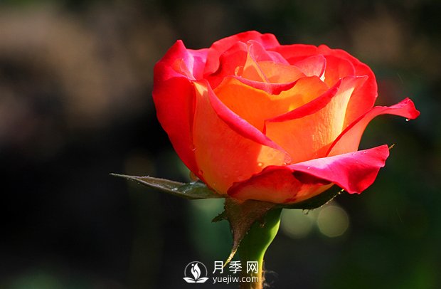 月季常見(jiàn)的病蟲(chóng)害的發(fā)生及防治方法(圖1)