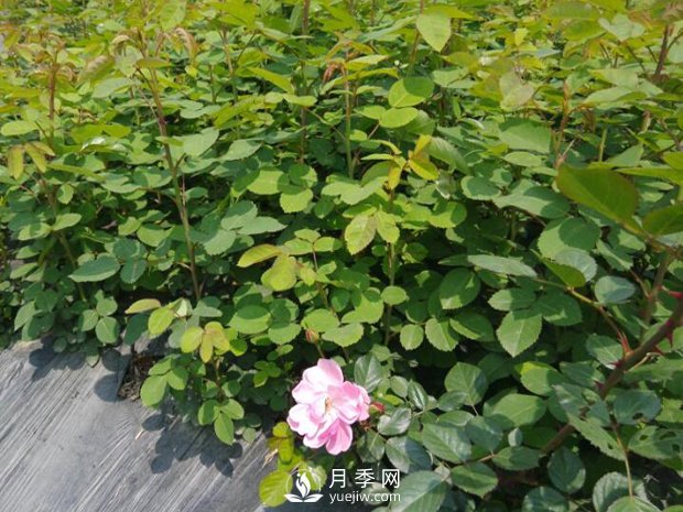 盆栽月季入春后需要注意哪些？(圖1)