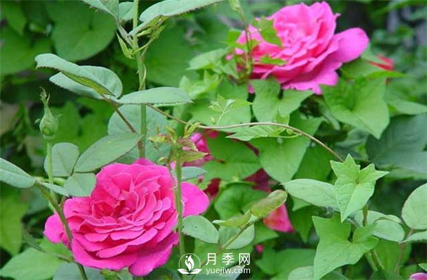 南陽樹狀月季：月季花為什么越開越??？(圖1)