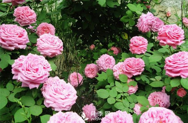 月季高燒？？您了解么(圖1)