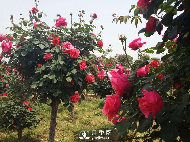 培養(yǎng)南陽樹狀月季要注意哪些事項(xiàng)？(圖1)