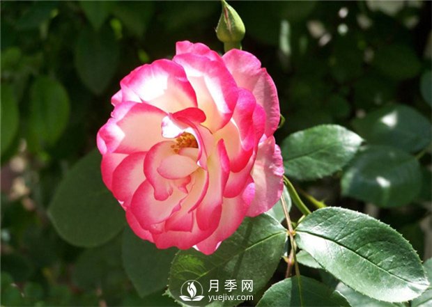 月季上肥辦法有哪些？(圖1)