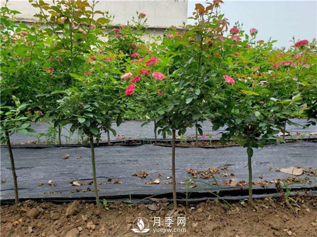 夏季怎樣提高月季的成活率？(圖1)
