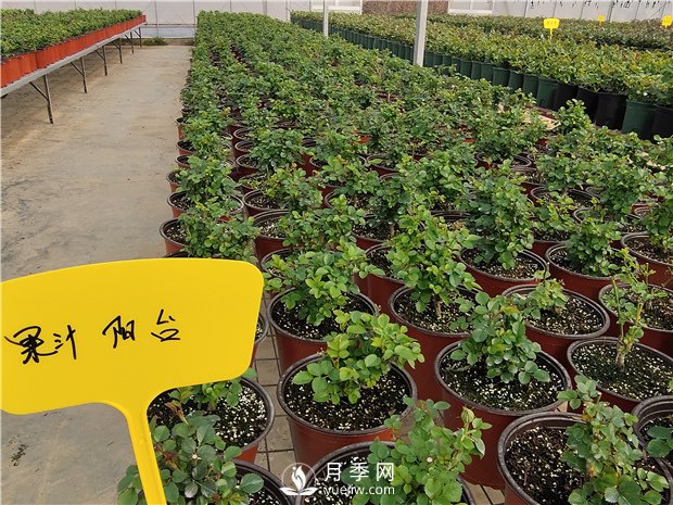家里種植月季花有哪些好處呢？(圖1)