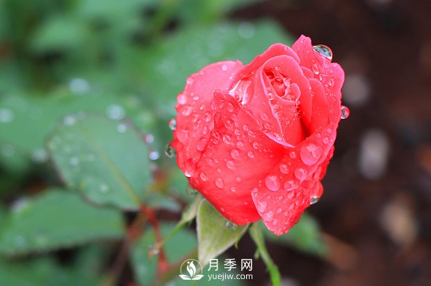 如何區(qū)分薔薇、月季、玫瑰？(圖1)