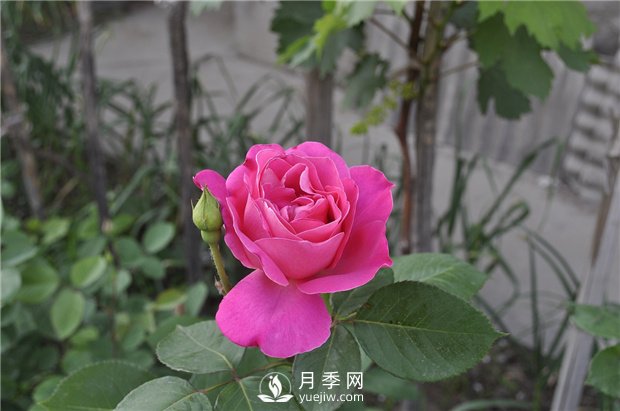 如何解決月季葉子發(fā)黃問題？(圖1)