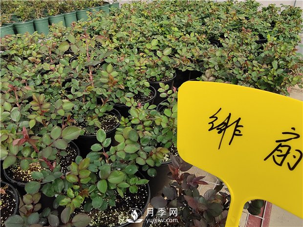 春天陽(yáng)臺(tái)除了種月季花，還適合養(yǎng)什么花卉？(圖1)