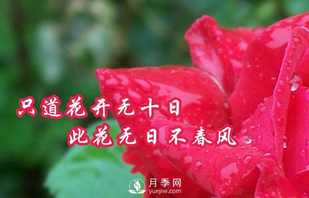 南陽樹狀月季有什么特點，養(yǎng)好盆花月季怎么做(圖1)
