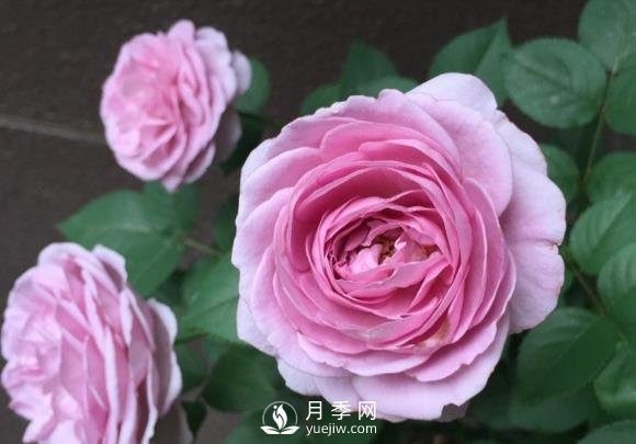 藍色風暴月季，薰衣草紫色非常迷人(圖1)