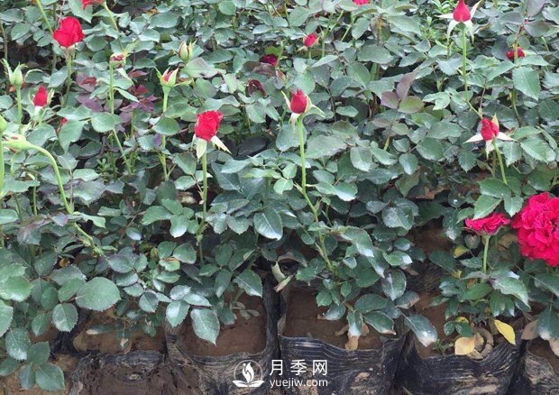 春天養(yǎng)月季，杜絕病蟲害！做好這幾點對后期生長有利(圖3)