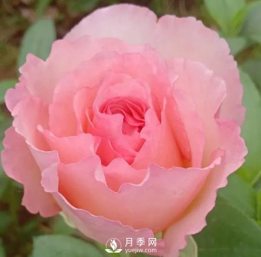 夏琳月季，法國(guó)的這個(gè)月季花又香又大，還抗病抗寒(圖1)