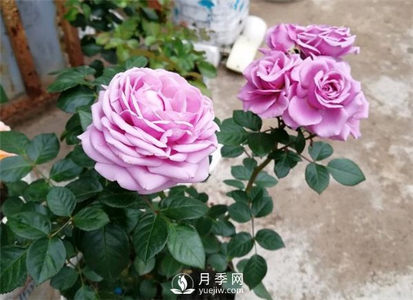 水星王陽臺月季，必須要養(yǎng)的陽臺盆栽月季花(圖1)