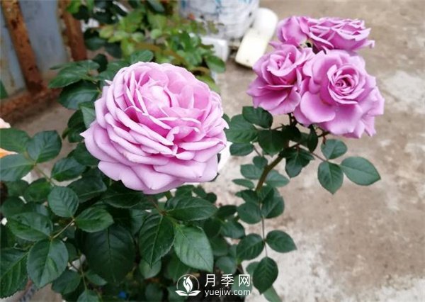 水星王陽臺月季，必須要養(yǎng)的陽臺盆栽月季花(圖3)