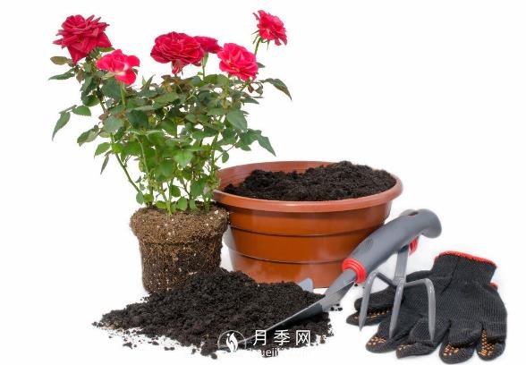 月季釋放6個信號，說明要換盆了，養(yǎng)護別不當(dāng)一回事(圖2)