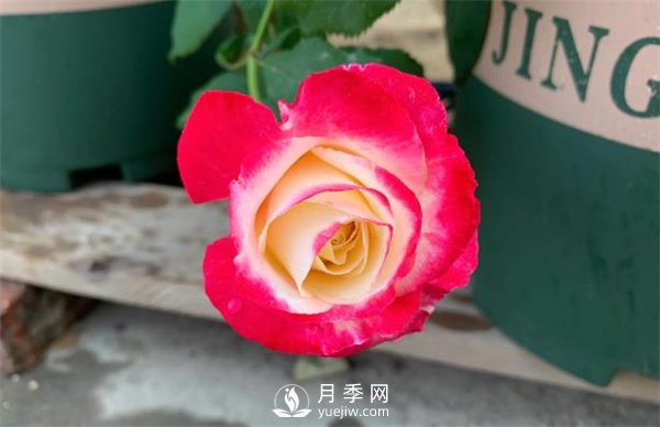 紅雙喜月季，顏色非常喜慶，名字非常俗氣(圖2)