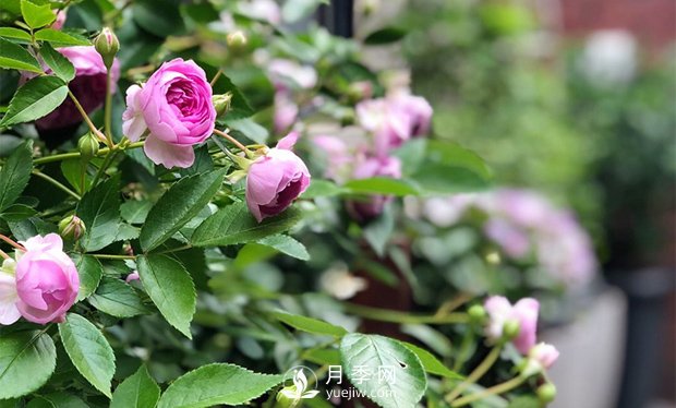 微型月季的生長(zhǎng)習(xí)性、熱銷(xiāo)品種和綠化價(jià)值(圖1)