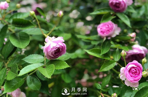 微型月季怎么養(yǎng)殖你知道嗎？我來告訴你(圖1)