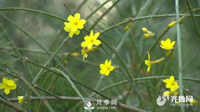 新春伊始花木萌動 齊魯春色美不勝收(圖2)