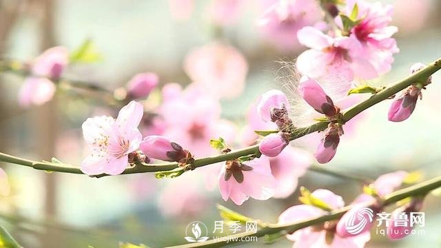 新春伊始花木萌動 齊魯春色美不勝收(圖1)
