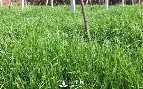 北方優(yōu)良牧草種類有哪些？(圖1)