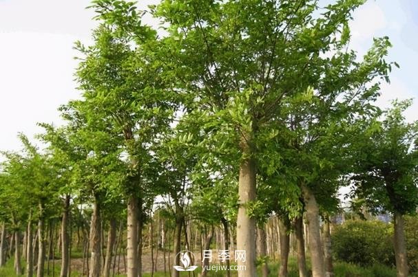 樸樹(shù)(圖1)