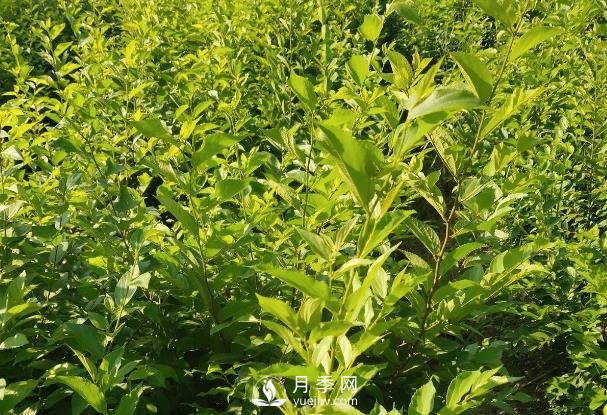 樸樹(shù)(圖2)