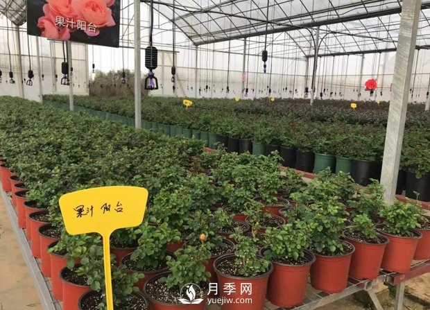 月季基地的盆栽月季已經(jīng)長成了！(圖1)