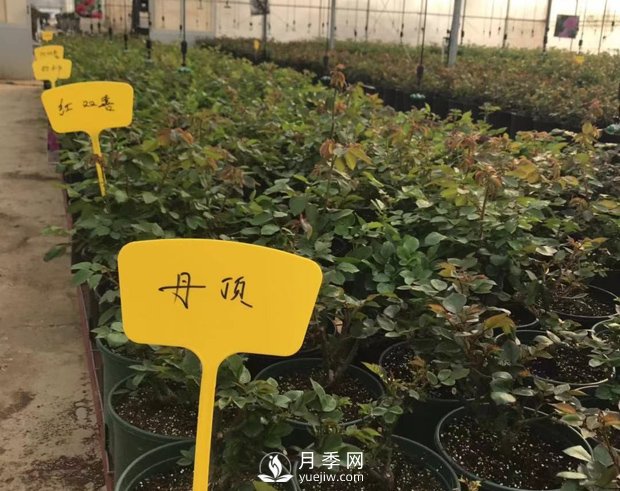 月季基地的盆栽月季已經(jīng)長成了！(圖4)